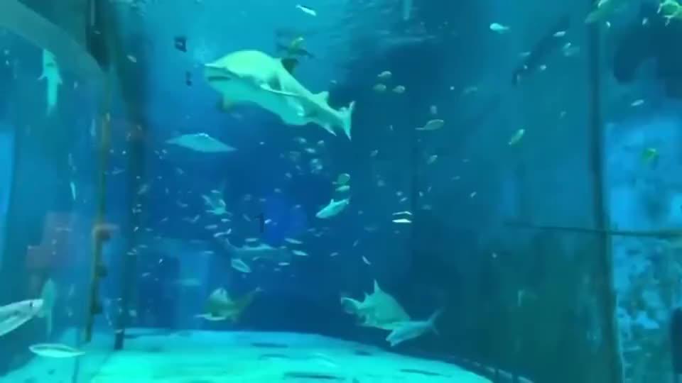 西安首届名特优菜篮子展销会开幕 品类齐全的名特优产品丰富市民餐桌